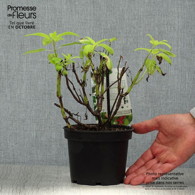 Exemplar von Zierlicher Salbei Golden Delicious - Salvia elegans Topf mit 1,5L/2L wie im Herbst geliefert
