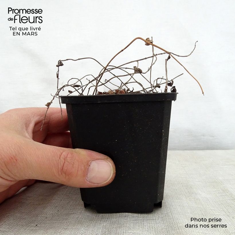 Exemplar von Salvia forreri - Forrers Salbei Kleine Töpfe von 8/9 cm wie im Frühjahr geliefert