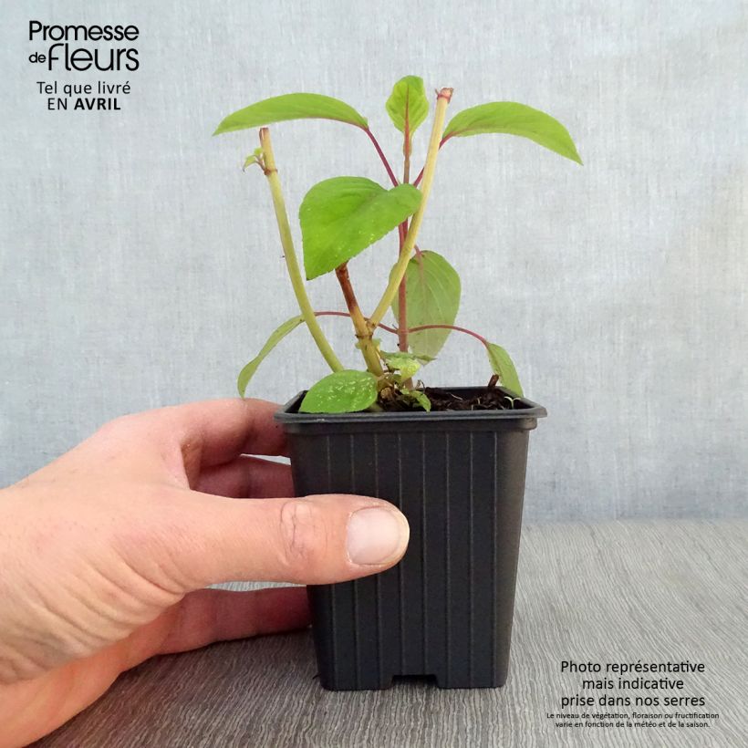 Example of Salvia involucrata Bethelii - Pfingstrosen-Salbei Kleine Töpfe von 7/8 cm as you get in printemps