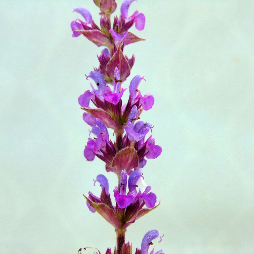 Salvia nemorosa Amethyst - Steppen-Salbei (Flowering)