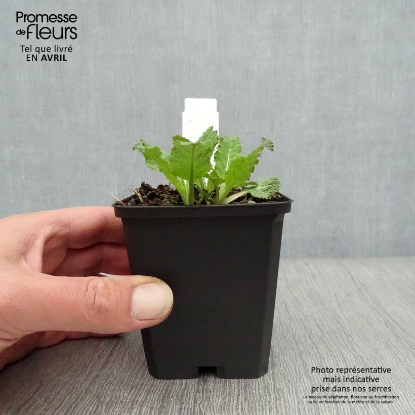 Example of Salvia nemorosa Amethyst - Steppen-Salbei Kleine Töpfe von 8/9 cm as you get in printemps