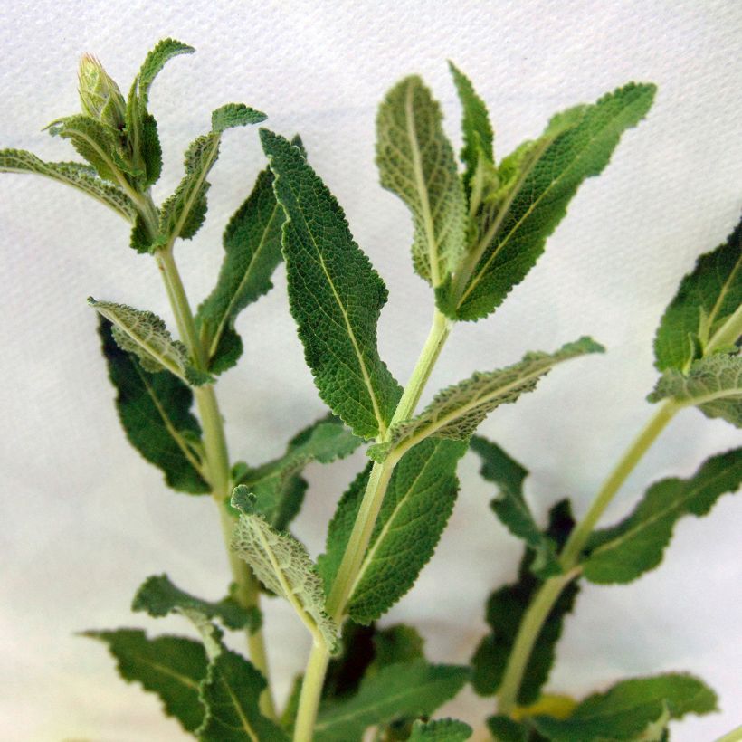 Salvia nemorosa Blauhügel - Steppen-Salbei (Foliage)