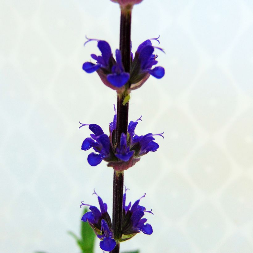 Salvia nemorosa Caradonna - Steppen-Salbei (Flowering)