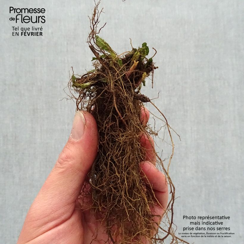 Exemplar von Salvia nemorosa Caradonna Pink - Steppen-Salbei Wurzelnackt wie im Winter geliefert