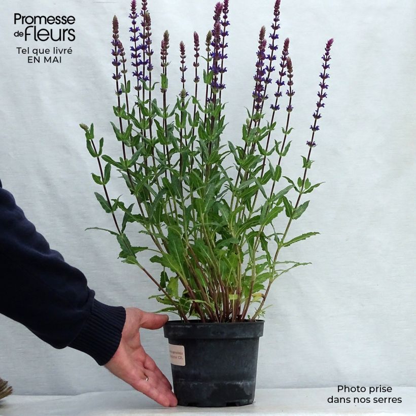 Example of Salvia nemorosa Caradonna - Steppen-Salbei Topf mit 1,5L/2L as you get in printemps