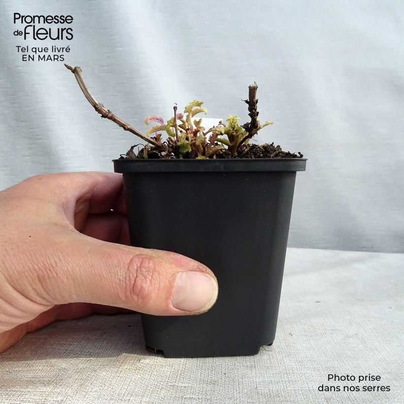 Example of Salvia nemorosa Schwellenburg - Steppen-Salbei Kleine Töpfe von 8/9 cm as you get in printemps