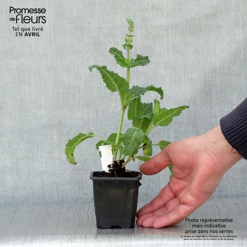 Example of Salvia sylvestris Rhapsody in Blue - Steppen-Salbei Kleine Töpfe von 8/9 cm as you get in printemps