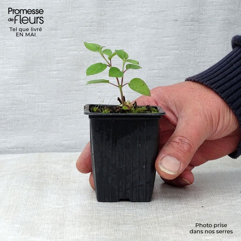 Exemplar von Zierlicher Salbei Tangerine - Salvia elegans Kleine Töpfe von 7/8 cm wie im Frühjahr geliefert