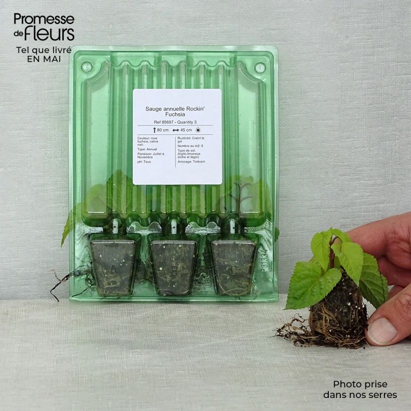 Exemplar von Salvia guaranitica-hybride Rockin' Fuchsia - Guarani-Salbei Mini-Plug Ø 3/4 cm wie im Frühjahr geliefert