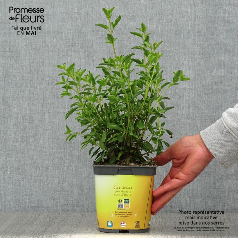 Example of Salvia jamensis Belle de Loire Topf mit 2L/3L as you get in printemps