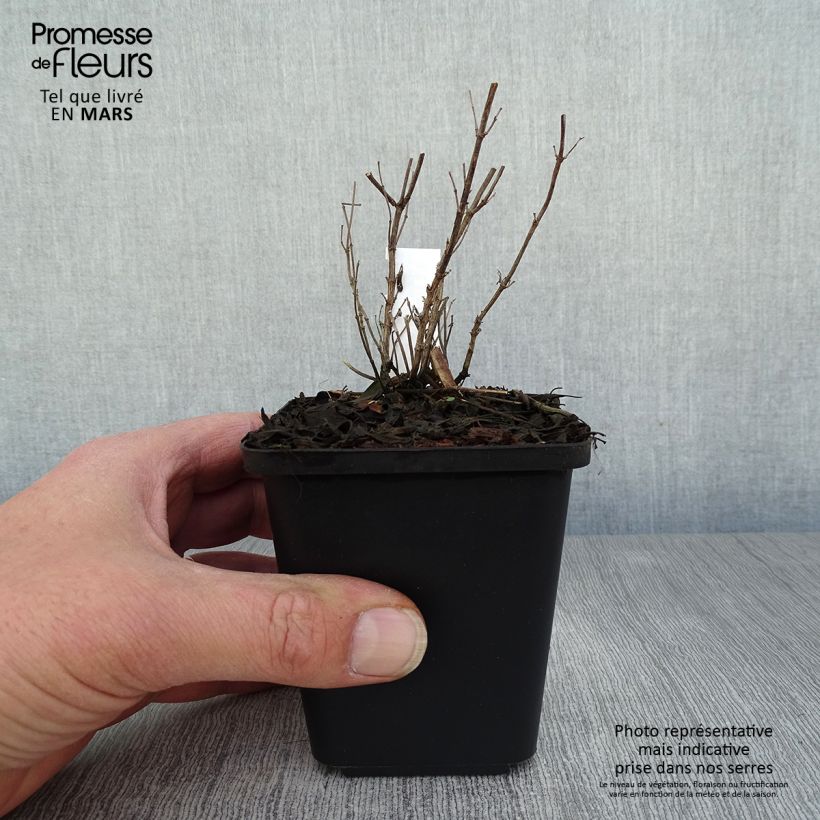 Example of Salvia microphylla Blue Note Kleine Töpfe von 8/9 cm as you get in printemps