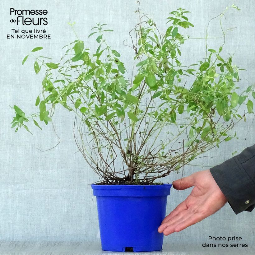 Exemplar von Salvia microphylla Blue Note Topf mit 2L/3L wie im Herbst geliefert