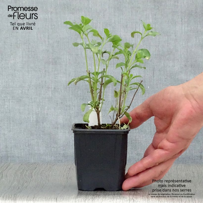 Example of Salvia jamensis California Sunset Kleine Töpfe von 8/9 cm as you get in printemps