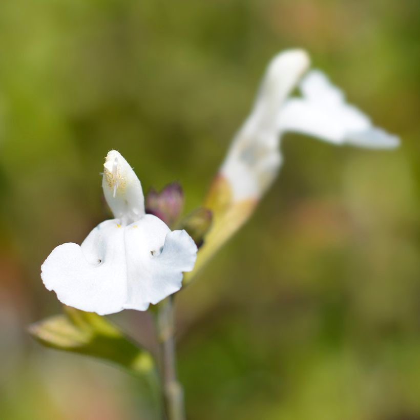 Salvia microphylla Gletsjer (Flowering)
