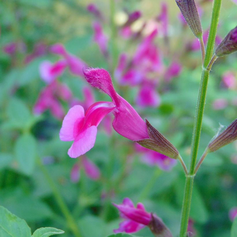 Salvia greggii Icing Sugar - Strauchiger Salbei (Flowering)