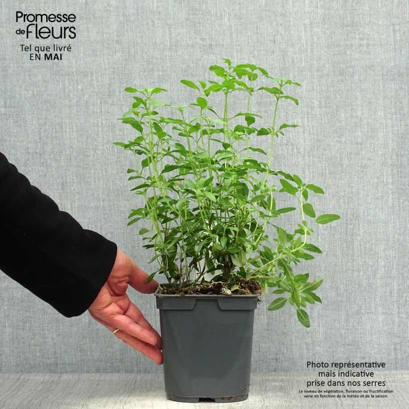 Example of Salvia greggii Icing Sugar - Strauchiger Salbei Topf mit 2L/3L as you get in printemps