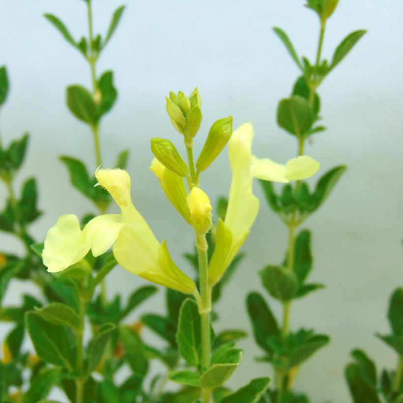 Salvia jamensis Suncrest 'Lemon Light' (Flowering)