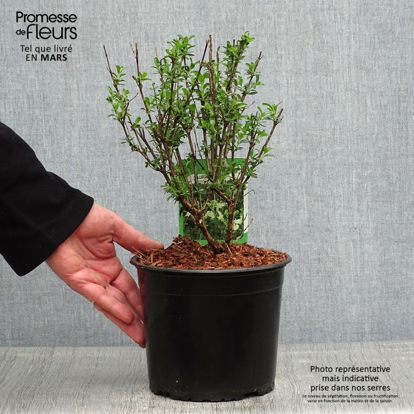 Example of Salvia jamensis Suncrest 'Lemon Light' Topf mit 2L/3L as you get in printemps