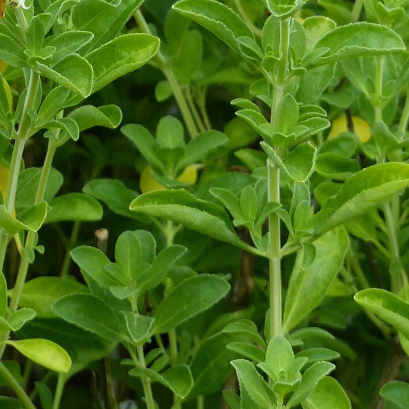Salvia microphylla Nachtvlinder (Foliage)