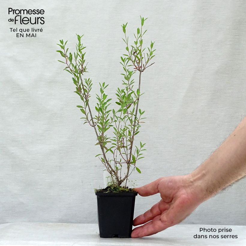 Example of Salvia microphylla Nachtvlinder Kleine Töpfe von 8/9 cm as you get in printemps