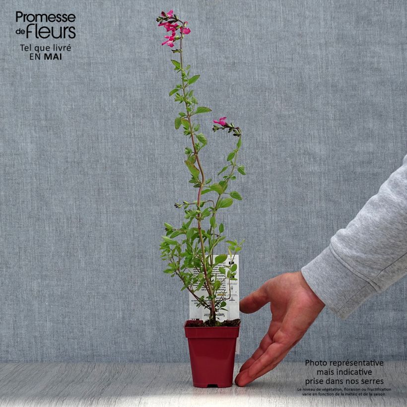 Exemplar von Salvia microphylla Pink Lips Kleine Töpfe von 8/9 cm wie im Frühjahr geliefert