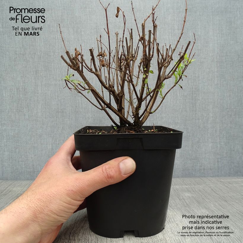 Example of Salvia jamensis Pluenn Topf mit 2L/3L as you get in printemps