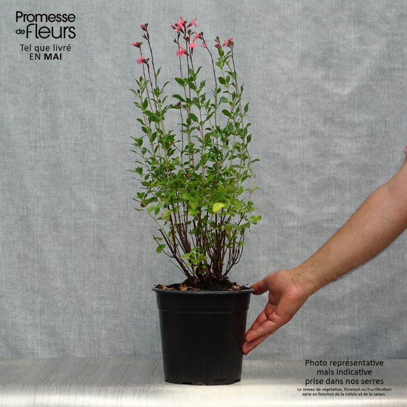 Example of Salvia jamensis Pluenn Topf mit 4L/5L as you get in printemps