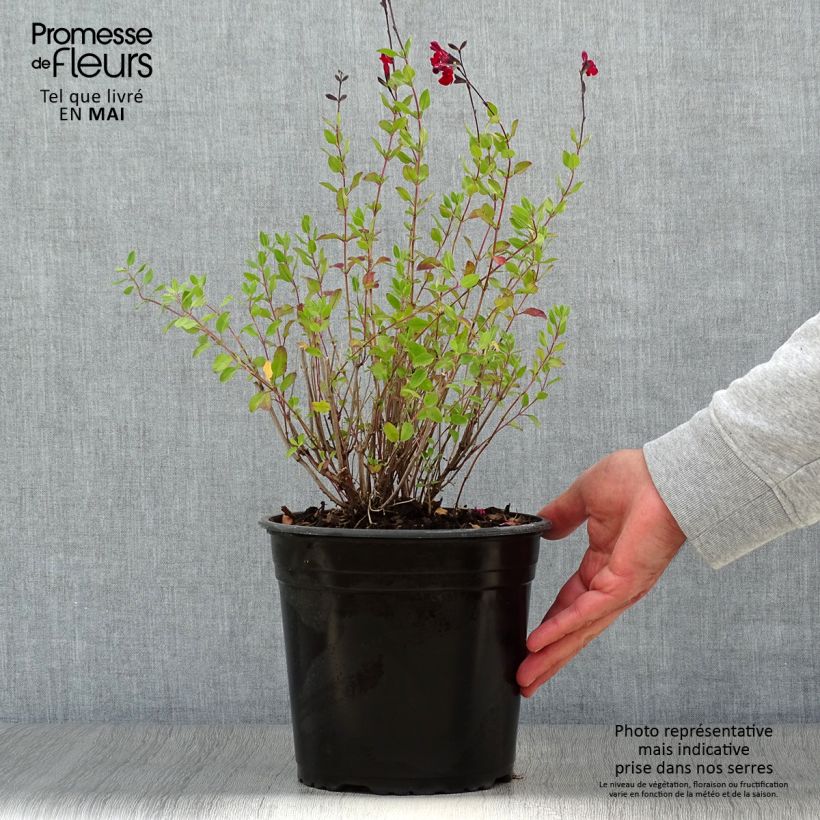 Exemplar von Salvia jamensis Reve Rouge Topf mit 4L/5L wie im Frühjahr geliefert