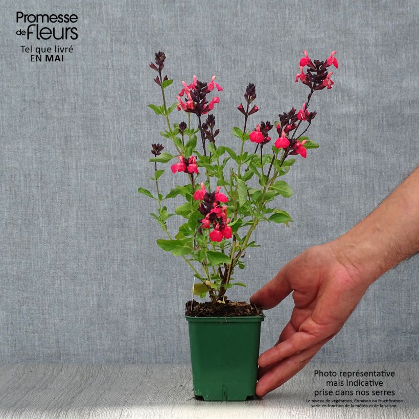 Example of Salvia greggii Mirage Salmon - Strauchiger Salbei Kleine Töpfe von 8/9 cm as you get in printemps