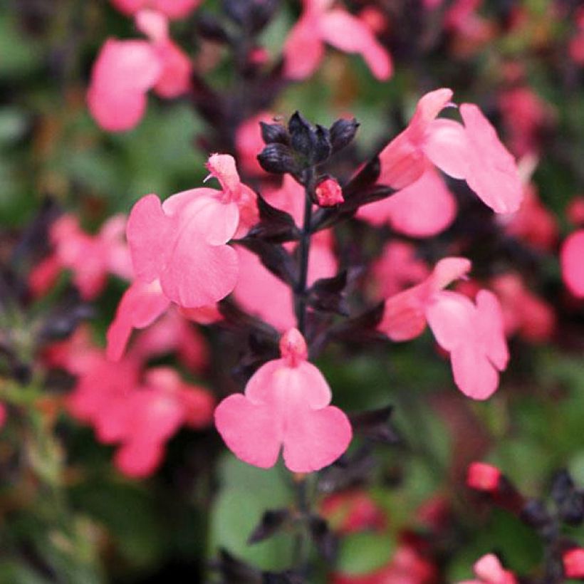 Salvia greggii Mirage Salmon - Strauchiger Salbei (Flowering)