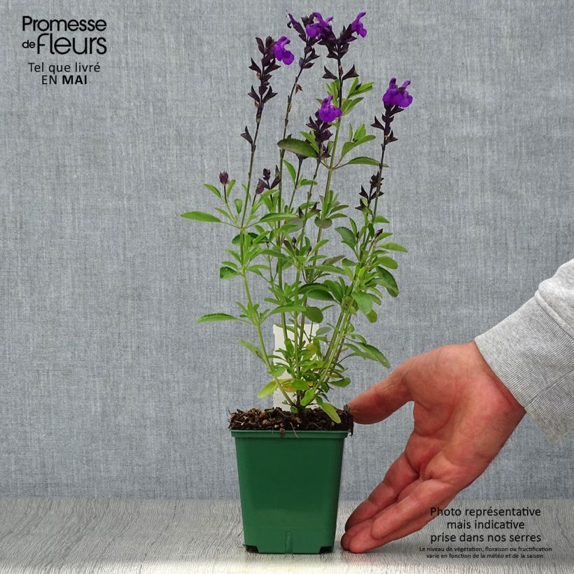 Example of Salvia greggii Mirage Violet - Strauchiger Salbei Kleine Töpfe von 8/9 cm as you get in printemps