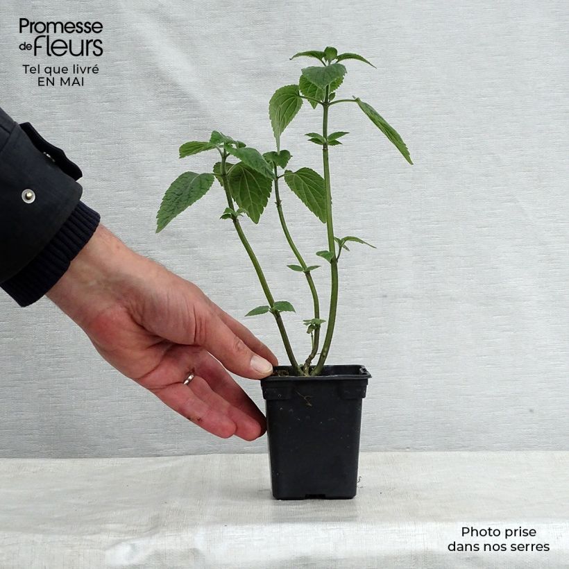 Example of Salvia guaranitica Black and Blue - Guarani-Salbei Kleine Töpfe von 7/8 cm as you get in printemps