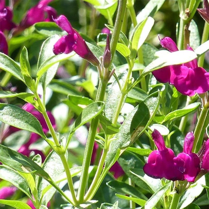 Salvia jamensis Raspberry Royal (Foliage)