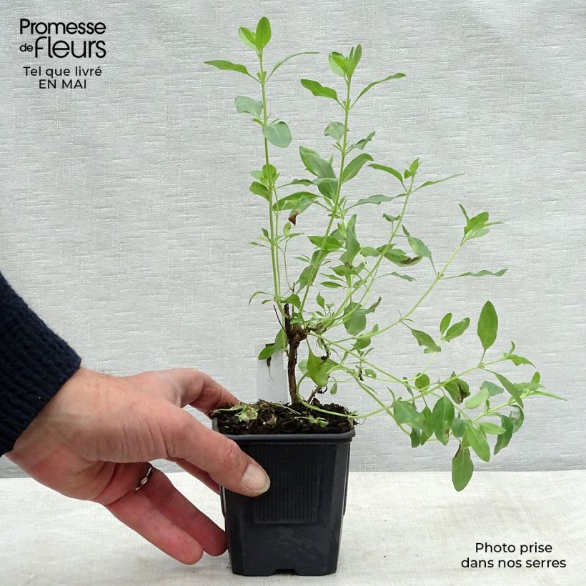 Example of Salvia jamensis Raspberry Royal Kleine Töpfe von 8/9 cm as you get in printemps