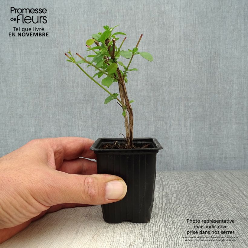 Exemplar von Salvia microphylla grahamii Kleine Töpfe von 7/8 cm wie im Herbst geliefert