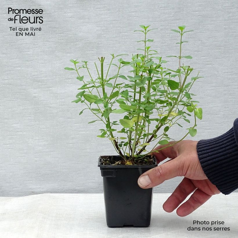 Exemplar von Salvia microphylla grahamii Kleine Töpfe von 7/8 cm wie im Frühjahr geliefert