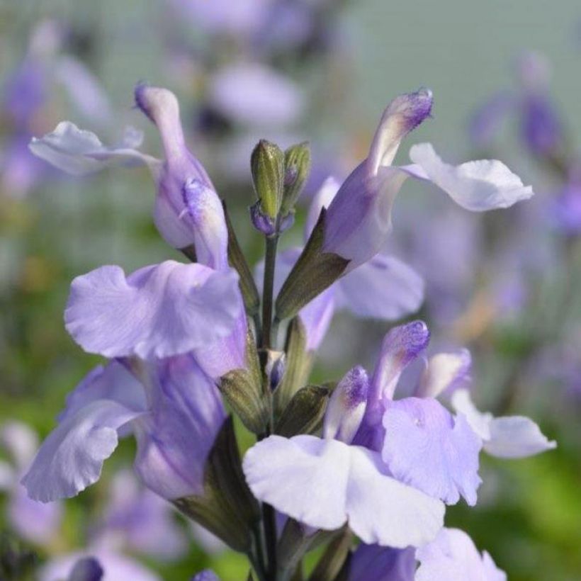 Salvia microphylla So Cool Pale Blue (Flowering)