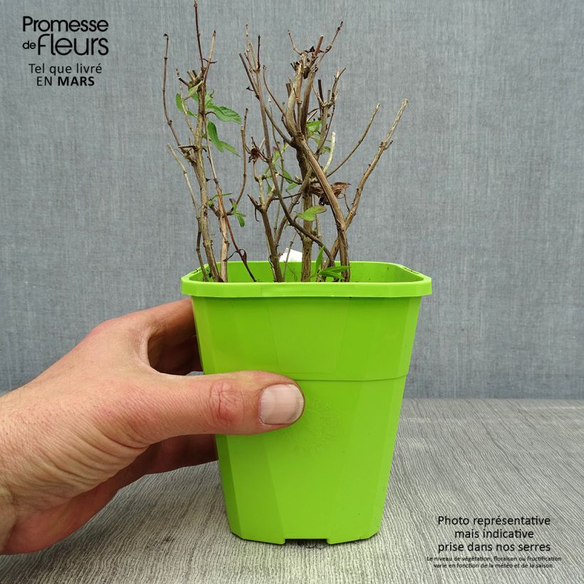 Example of Salvia microphylla So Cool Pale Blue Topf mit 1L/1,5L as you get in printemps