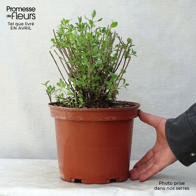 Example of Salvia jamensis Violette de Loire Topf mit 4L/5L as you get in printemps