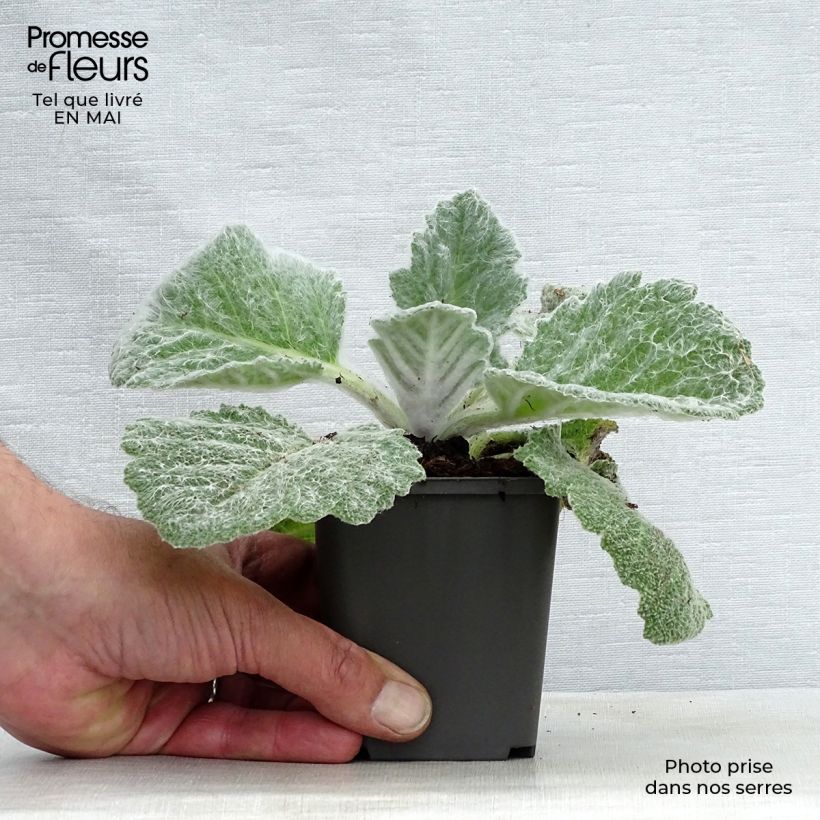 Example of Salvia argentea - Silber-Salbei Kleine Töpfe von 8/9 cm as you get in printemps