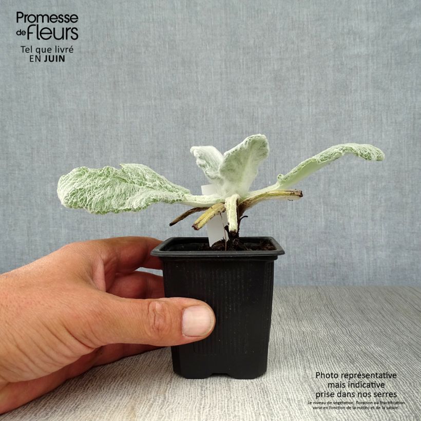Exemplar von Salvia argentea - Silber-Salbei Kleine Töpfe von 8/9 cm wie im Sommer geliefert