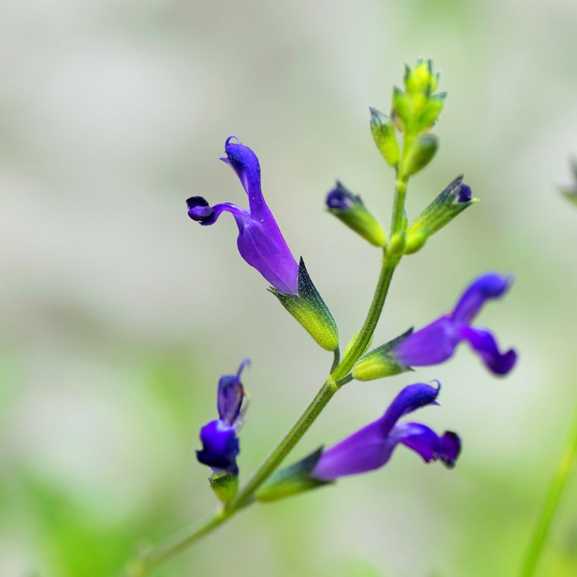Salvia coahuilensis - Salbei (Flowering)