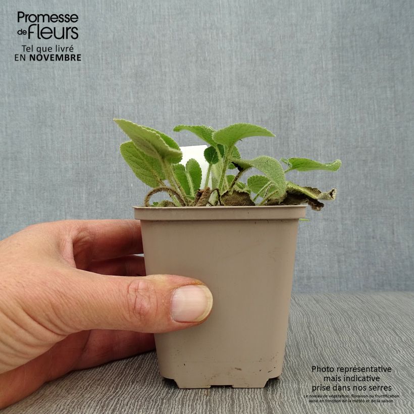 Exemplar von Phlomis samia - Samos-Brandkraut Kleine Töpfe von 8/9 cm wie im Herbst geliefert