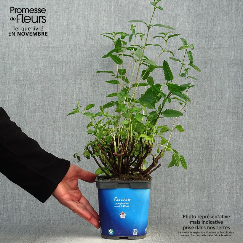 Exemplar von Salvia uliginosa - Sumpf-Salbei Topf mit 2L/3L wie im Herbst geliefert