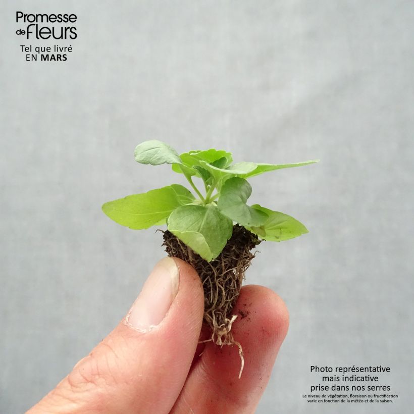 Exemplar von Mehliger Salbei Saga bleue - Salvia Jardi-Plug: Wurzelballen 3,8 cm x 3,2 cm in Anzuchtplatte à 15 Stück. wie im Frühjahr geliefert