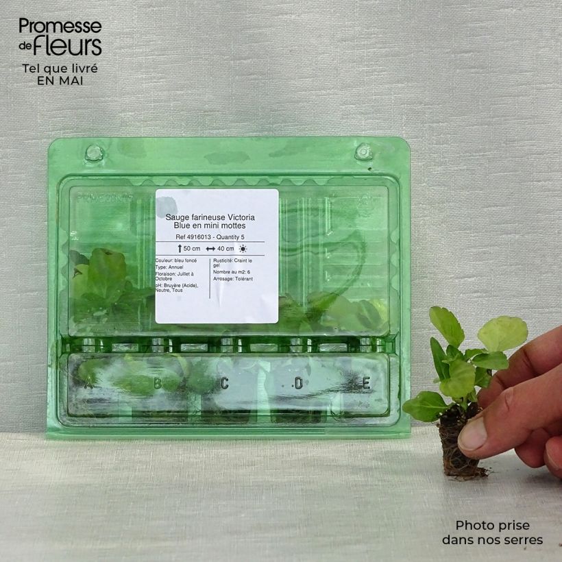 Exemplar von Mehliger Salbei Victoria Blue - Salvia Mini-Plug Ø 3/4 cm wie im Frühjahr geliefert