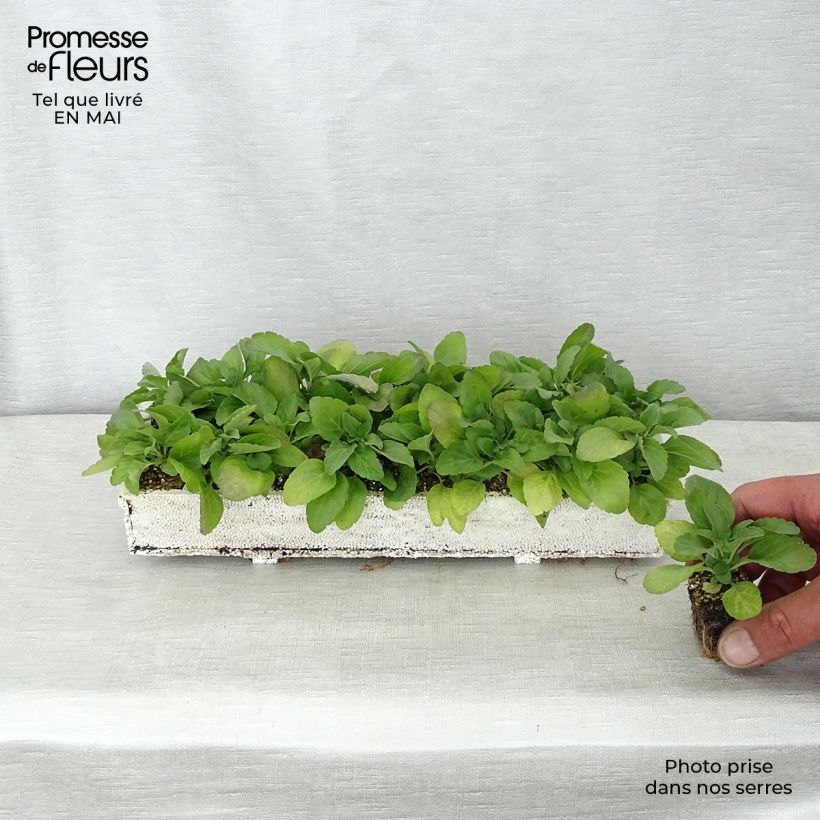 Exemplar von Mehliger Salbei Victoria Blue - Salvia Jardi-Plug: Wurzelballen 3,8 cm x 3,2 cm in Anzuchtplatte à 15 Stück. wie im Frühjahr geliefert