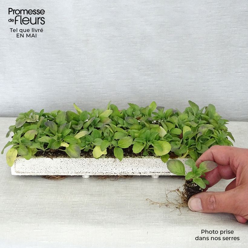 Exemplar von Mehliger Salbei Victoria Blue - Salvia Mini-Plug: Plug 2,2 cm x 2 cm in Anzuchtplatte à 35 Stück wie im Frühjahr geliefert