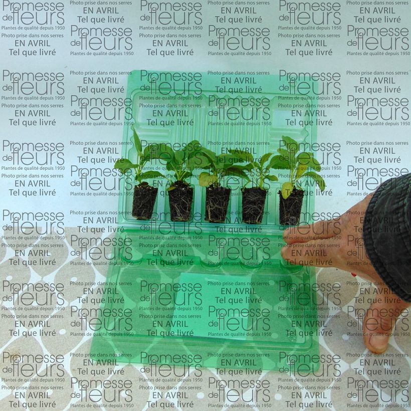 Example of Mehliger Salbei Cirrus - Salvia Mini-Plug Ø 3/4 cm as you get