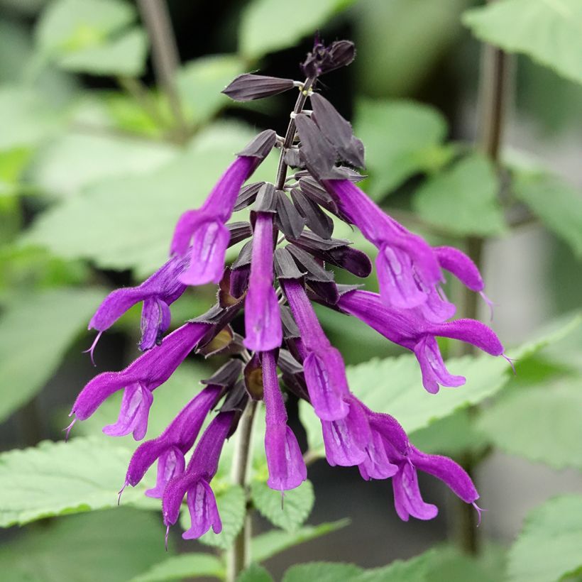 Salvia guaranitica Amistad violet - Guarani-Salbei (Blüte)
